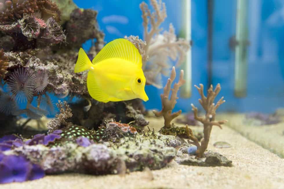 Saltwater Aquariums The Best Information For Living Rooms Saltwater