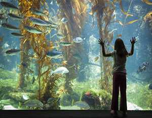 Are You Using the Right Size Fish Tank? The Wrong Tank Could Kill Your Fish