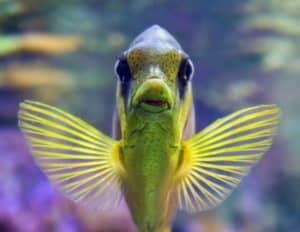 Beginner Aquarium Pitfalls