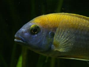 Symptoms of Ich showing on a fish.