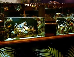 Summer Aquarium Tips