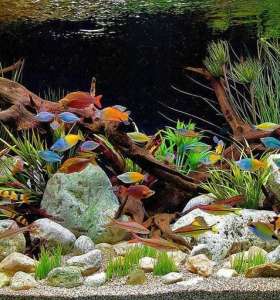 aquarium cleaner service