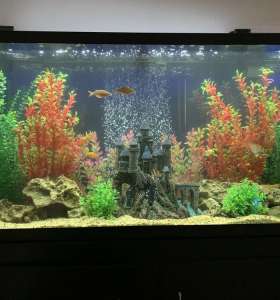 aquarium cleaner services