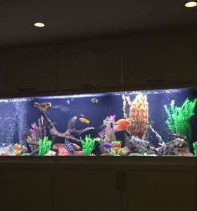 aquarium cleaning company