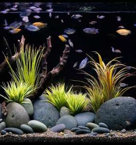 aquarium cleaning services