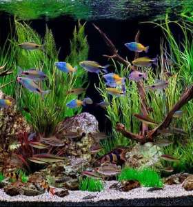 aquarium maintenance service