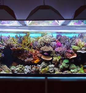 aquarium service