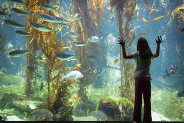 Are You Using the Right Size Fish Tank? The Wrong Tank Could Kill Your Fish