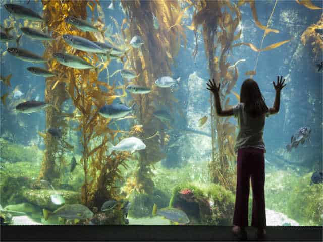 Are You Using the Right Size Fish Tank? The Wrong Tank Could Kill Your Fish