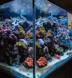 fish tank cleaning services