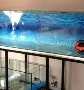 fish tank maintenance service
