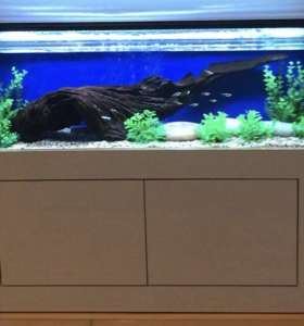 in home aquarium service